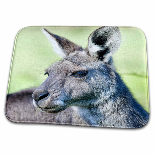 3dRose Eastern grey kangaroo, Australia - AU01 MZW0193 - Martin... - Dish Drying Mats (ddm-133526-1)