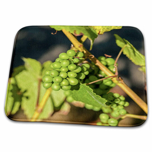 3dRose USA, Washington, Whidbey Island. Pinot Gris wine grapes... - Dish Drying Mats (ddm-191775-1)