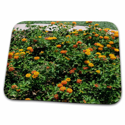3dRose An orange bush with many little flowers blossoming on... - Dish Drying Mats (ddm-270210-1)
