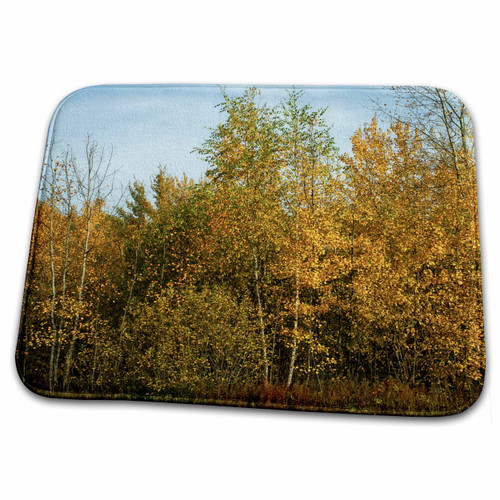 3dRose Yellow aspen trees, blue sky. Sunny autumn day. Beauty of... - Dish Drying Mats (ddm-327921-1)