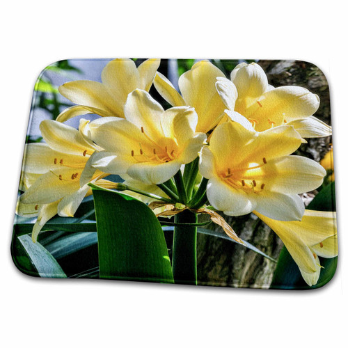 3dRose USA, Pennsylvania, Kennett Square. Clivia - Dish Drying Mats (ddm-332071-1)