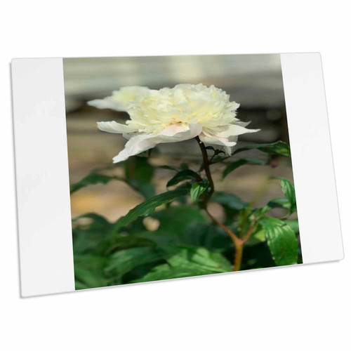 3dRose Image of White Peony Photo Green Foilage Closeup - Desk Pad Place Mats (dpd-371704-1) 3dRose Image of White Peony Photo Green Foilage Closeup - Desk Pad Place Mats (dpd-371704-1)