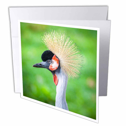 3dRose Danita Delimont - Birds - Grey crowned crane. - Greeting Cards (gc-366238-2)