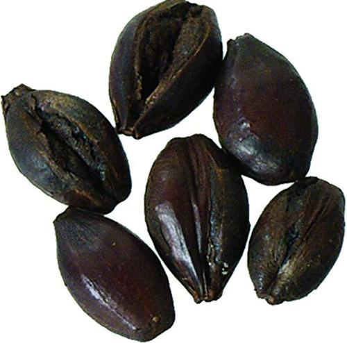 Malt - Black Roasted Barley - 1 lb (Pack of 10)