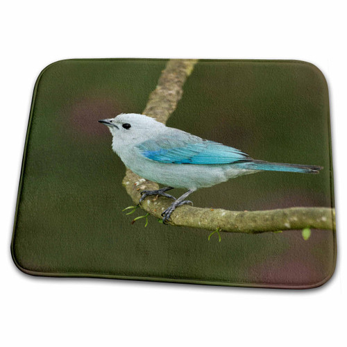 3dRose Blue-Grey Tanager Bird, Cayo District, Belize - SA02... - Bathroom Bath Rug Mats (rug-140878-1)