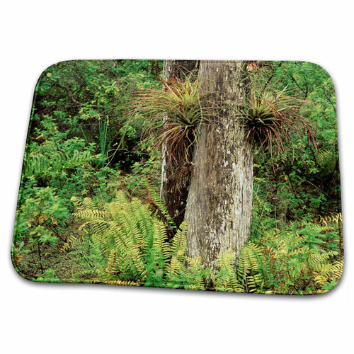 3dRose Air Plants, Boston Ferns, Everglades, Florida, USA -... - Bathroom Bath Rug Mats (rug-143586-1)