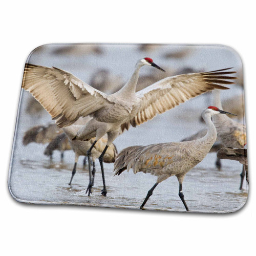3dRose Sandhill Crane Birds on Platte River, Nebraska, USA... - Bathroom Bath Rug Mats (rug-144960-1)