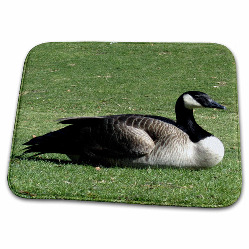 3dRose Canada Goose Resting on The Grass - Bathroom Bath Rug Mats (rug-18552-1) 3dRose Canada Goose Resting on The Grass - Bathroom Bath Rug Mats (rug-18552-1)