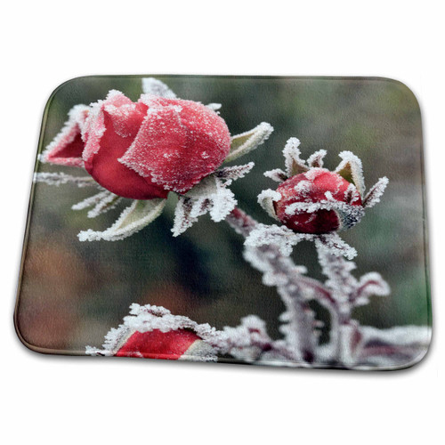 3dRose USA, Oregon. Roses Draped with Frost. - Bathroom Bath Rug Mats (rug-190724-1)