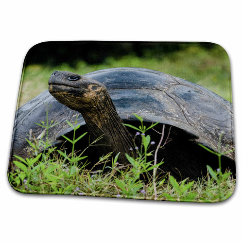 3dRose Ecuador, Galapagos, Santa Cruz Island. Galapagos... - Bathroom Bath Rug Mats (rug-208902-1)
