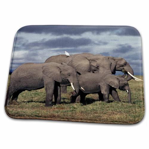 3dRose Kenya, Amboseli National Park, Baby African Elephant... - Bathroom Bath Rug Mats (rug-210179-1)