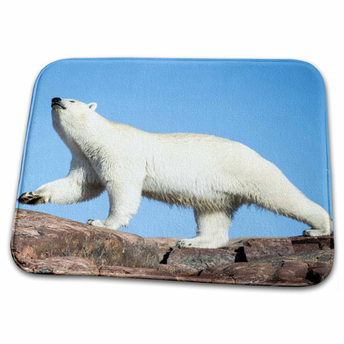 3dRose Canada, Polar Bear Sniffing The air - Bathroom Bath Rug Mats (rug-226961-1) 3dRose Canada, Polar Bear Sniffing The air - Bathroom Bath Rug Mats (rug-226961-1)
