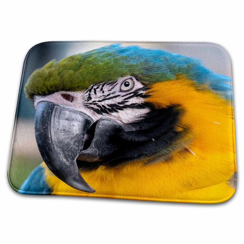 3dRose Danita Delimont - Birds - Blue and Yellow Macaw - Bathroom Bath Rug Mats (rug-367044-1)