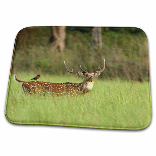3dRose Chital stag, Corbett NP, Uttaranchal, AS10 JRA0117 -... - Bathroom Bath Rug Mats (rug-71423-1)