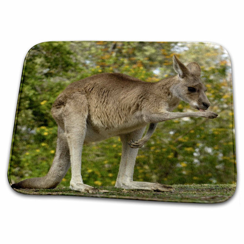 3dRose Eastern Grey Kangaroo, Queensland. AUSTRALIA-AU01... - Bathroom Bath Rug Mats (rug-72759-1)