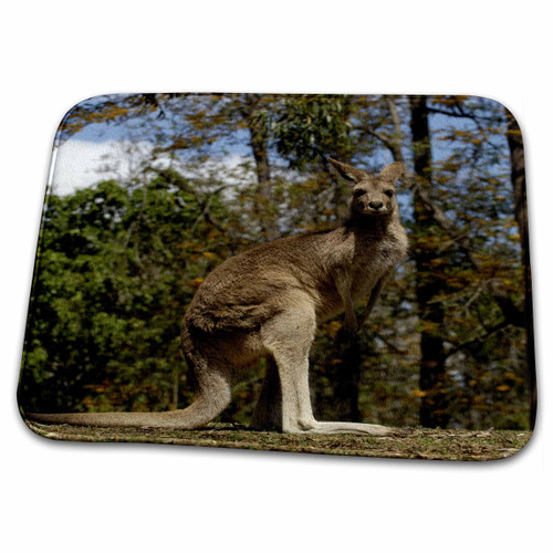 3dRose Eastern Grey Kangaroo, Queensland, Australia-AU01... - Bathroom Bath Rug Mats (rug-72764-1)