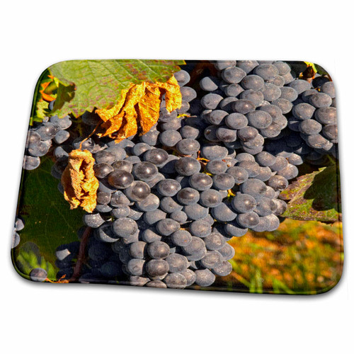 3dRose Merlot Grape Vineyard, Chateau Carignan, France -... - Bathroom Bath Rug Mats (rug-81579-1)