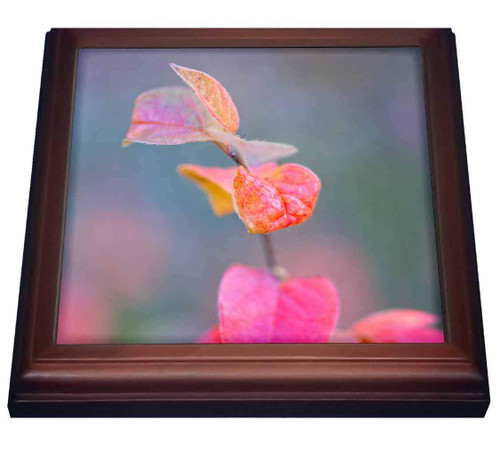 3dRose A Branch of cotoneaster Shrub Against The Grey Background. Fall... - Trivets (trv_328749_1)