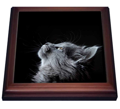 3dRose Cassie Peters Cats - Beautiful Grey Cat Looking Up - Trivets (trv_334852_1)