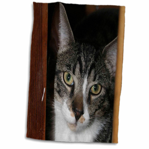3dRose Susans Zoo Crew Animals Cat - grey and white tom cat face - Towels (twl-156248-1) 3dRose Susans Zoo Crew Animals Cat - grey and white tom cat face - Towels (twl-156248-1)