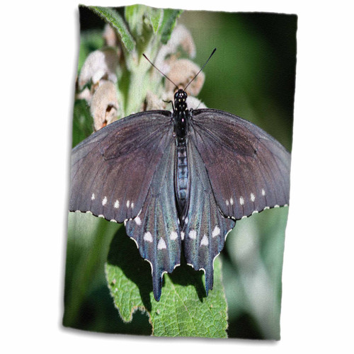 3dRose A colorful Spicebush Swallowtail Papilio Troilus butterfly. - Towels (twl-200228-1)