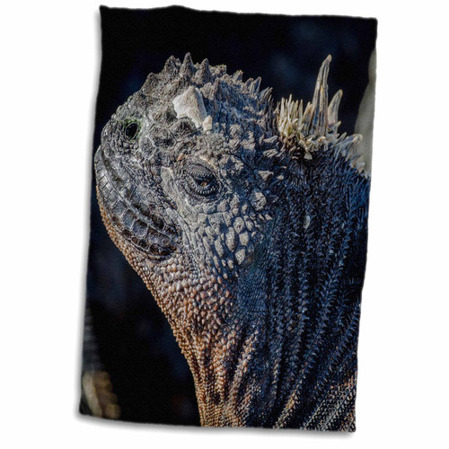 3dRose Galapagos Islands, Ecuador, Isabela Island. Marine Iguana close-up. - Towels (twl-205638-1)