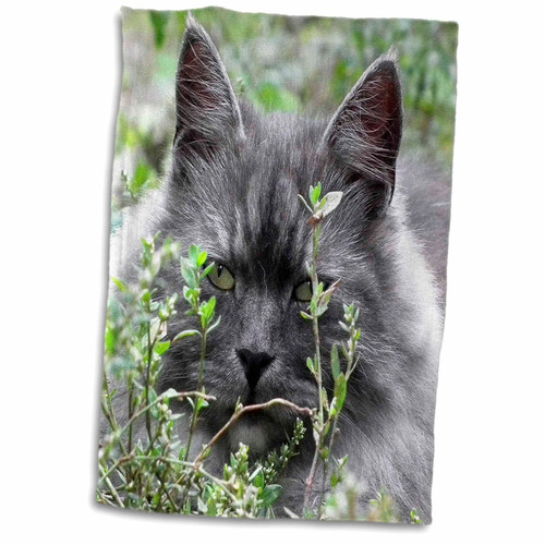 3dRose Cute image of grey cat. Domestic cat. Cat people, animal, pet, kitty - Towels (twl-216292-1) 3dRose Cute image of grey cat. Domestic cat. Cat people, animal, pet, kitty - Towels (twl-216292-1)