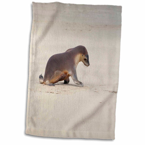 3dRose Danita Delimont - Seals - Kangaroo Island, Australia, Sea Lion Pup - Towels (twl-226210-1) 3dRose Danita Delimont - Seals - Kangaroo Island, Australia, Sea Lion Pup - Towels (twl-226210-1)