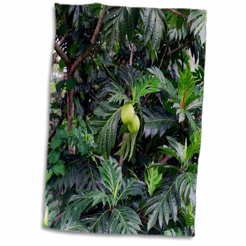3dRose Danita Delimont - Forests - Breadfruit Tree, Dominica - Towels (twl-226562-1)