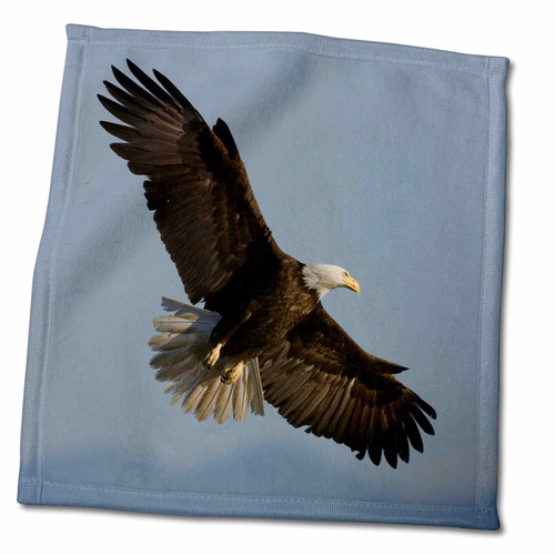 3dRose Danita Delimont - Eagles - Bald Eagle Wings Spread in The air - Towels (twl-231741-3)