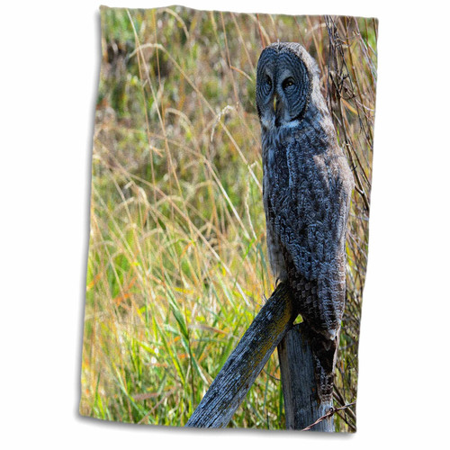 3dRose Danita Delimont - Birds - A juvenal Great Grey Owl - Towels (twl-231993-1) 3dRose Danita Delimont - Birds - A juvenal Great Grey Owl - Towels (twl-231993-1)