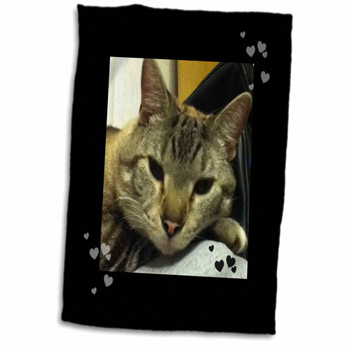 3dRose Cute Grey and White Tabby Cat Closeup Cat Lovers Photo - Towels (twl-242433-1) 3dRose Cute Grey and White Tabby Cat Closeup Cat Lovers Photo - Towels (twl-242433-1)