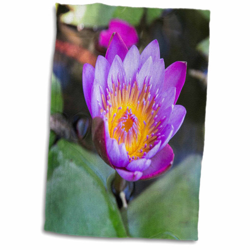 3dRose India, Rajasthan, Udaipur, Water Lily Blossom in Pond. - Towels (twl-247520-1)
