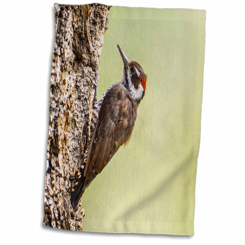 3dRose Danita Delimont - Bird - Arizona Woodpecker, male on juniper tree - Towels (twl-250532-1)