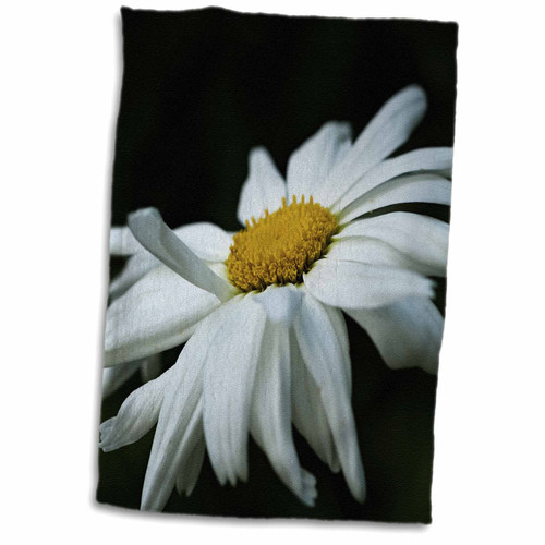 3dRose White Daisy Flower in a Wind. Black Background - Towels (twl-271972-1) 3dRose White Daisy Flower in a Wind. Black Background - Towels (twl-271972-1)