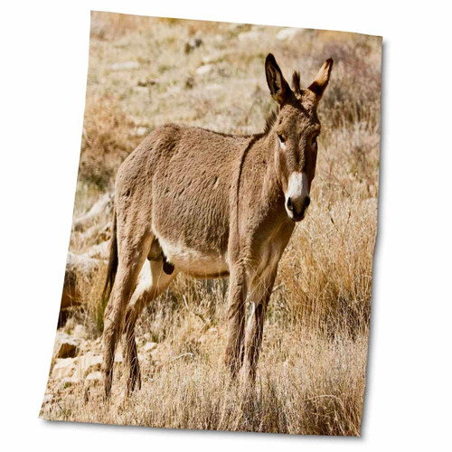3dRose Wild Burro Standing. Red Rock Canyon Area, Nevada, USA. - Towels (twl-331738-2)