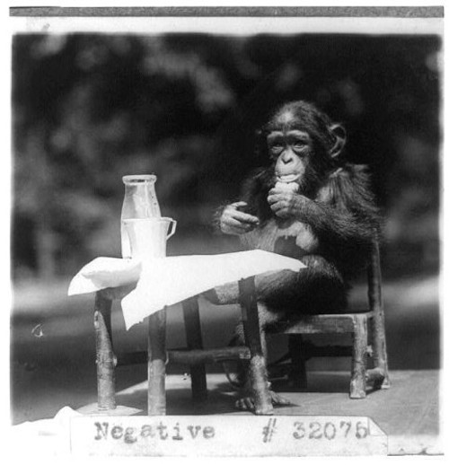 HistoricalFindings Photo: Chimpanzee at Table with Bottle,Glass at The National Zoo,Washington,D.C,1926