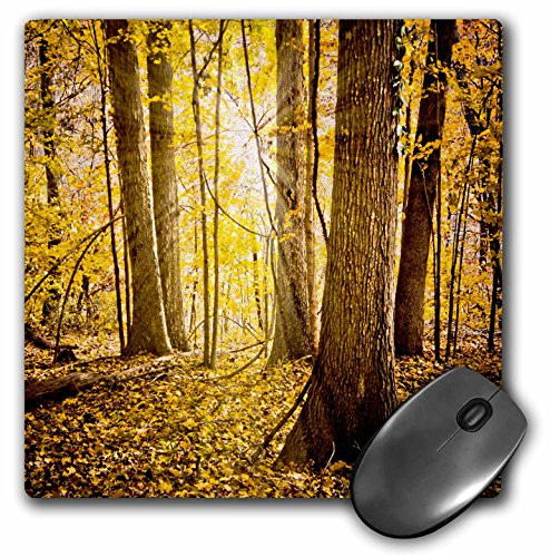 3Drose LLC 8 X 8 X 0.25 Inches Mouse Pad, Mystic Light in the Forest (Mp_110796_1)