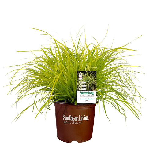 2.6 Quart Southern Living Plant Collection Everillo Carex Grass 2.6 Quart Southern Living Plant Collection Everillo Carex Grass