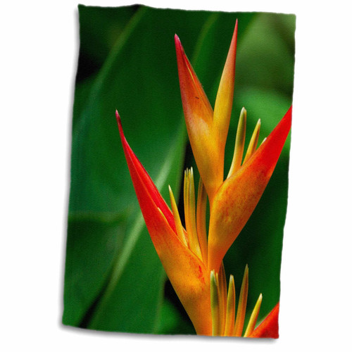 3D Rose French Polynesia-Vaipahi Garden Flower-Oc13 Cmi0137-Cindy Miller Hopkins Hand/Sports Towel, 15 x 22 3D Rose French Polynesia-Vaipahi Garden Flower-Oc13 Cmi0137-Cindy Miller Hopkins Hand/Sports Towel, 15 x 22
