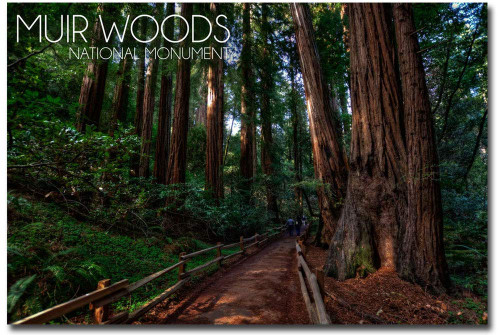 Muir Woods National Monument, California Refrigerator Magnet Size 2.5" x 3.5" Muir Woods National Monument, California Refrigerator Magnet Size 2.5" x 3.5"