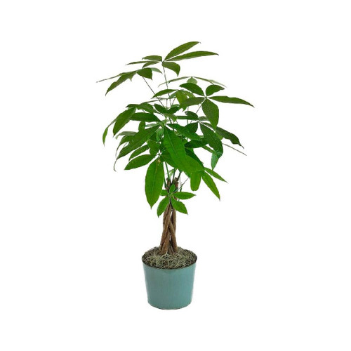 American Plant Exchange Live Money Tree Plant, Good Luck Tree Plant, Plant Pot for Home and Garden Decor, 4" Pot