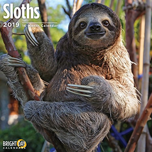 Sloths 2019 16 Month Wall Calendar 12 x 12 Inches Sloths 2019 16 Month Wall Calendar 12 x 12 Inches