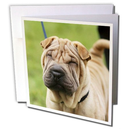3dRose Shar pei - Greeting Cards, 6 x 6 inches, set of 6 (gc_21044_1)