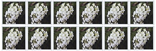 3dRose Oakleaf Hydrangea White Flowering Bush - Greeting Cards, 6 x 6 inches, set of 12 (gc_22548_2)