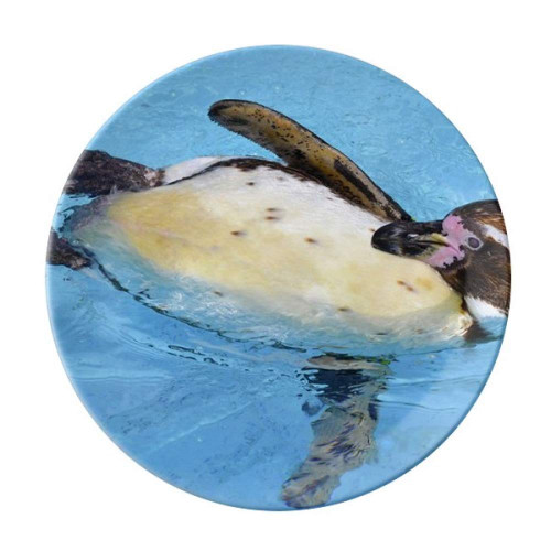 Swimming Antarctic Penguin Science Nature Picture Plate Decorative Porcelain Salver Tableware Dinner Dish