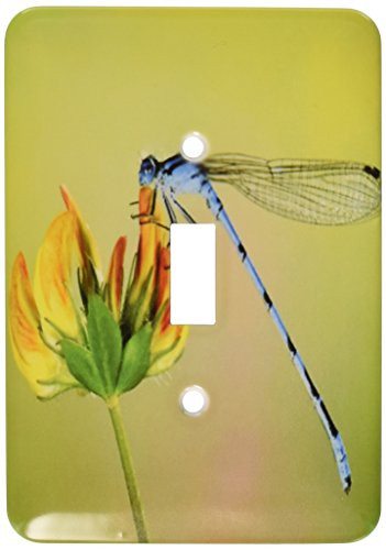 3dRose LSP_53238_1 Blue Dragonfly Toggle Switch