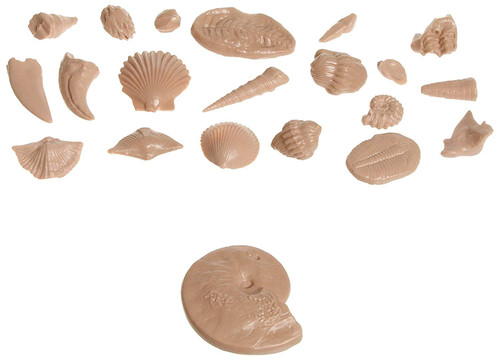 American Educational Basic Fossil Kit American Educational Basic Fossil Kit