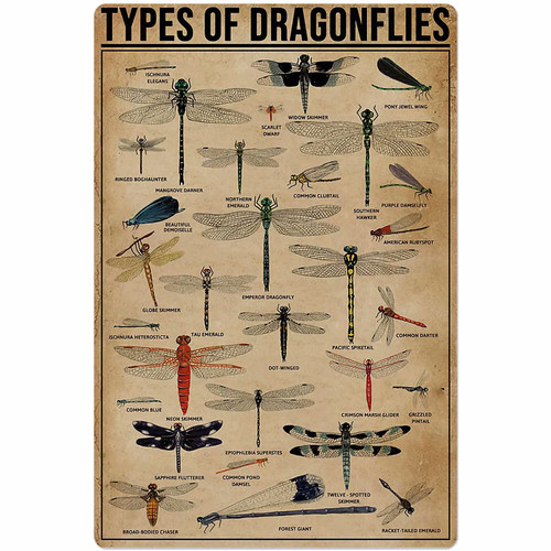 Funny Metal Tin Sign Types of Dragonflies Tin Sign Knowledge Poster School Farm Garden Museum Tin Sign Chic Art Wall Metal Decorations Funny Iron Plaque Signs Gift for Living Room Office 8x12 inch