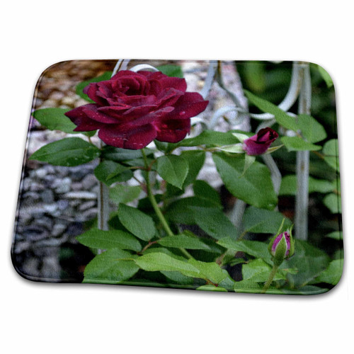 3dRose A Beautiful Garden Rose Growing in The Garden - Bathroom Bath Rug Mats (rug-165307-1) 3dRose A Beautiful Garden Rose Growing in The Garden - Bathroom Bath Rug Mats (rug-165307-1)